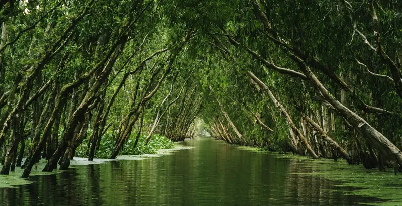 A green canal through the Tra Su cajuput forest in An Giang, in the Mekong Delta